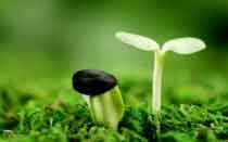 nguyen nhan benh tat