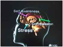 tac dung vi dieu cua thien