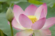 dao phat va tinh yeu