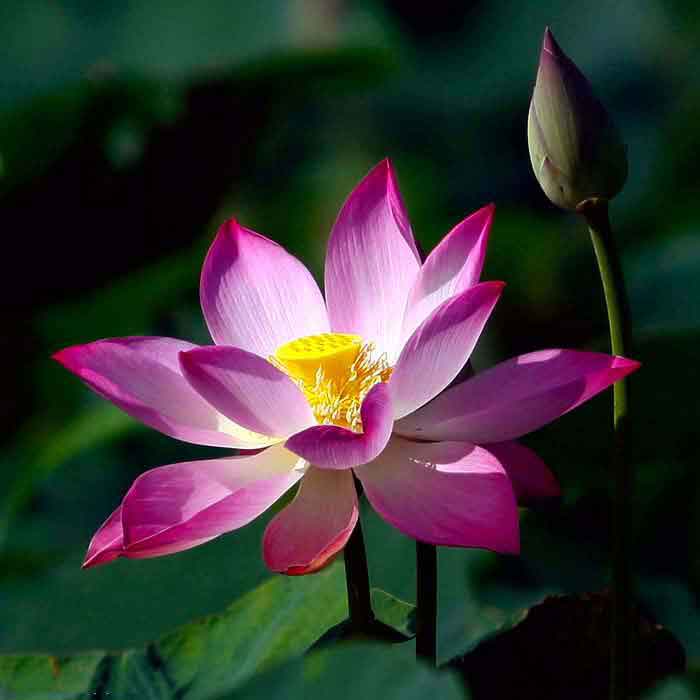 Tu trong cảnh động