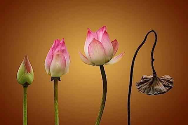 Quy luật của đời người