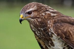 Diều hâu hiếu thảo