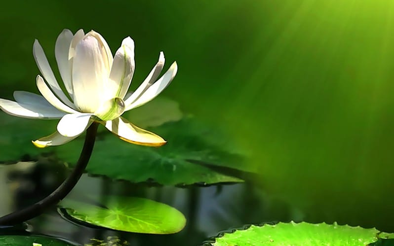 Gốc sinh tử