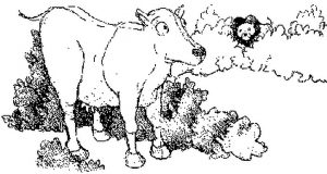 Sư tử bất cẩn