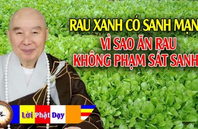 Rau củ quả có sinh mạng, vì sao ăn rau không phải là sát sanh? 1